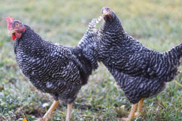 8 weeks Plymouth Rock